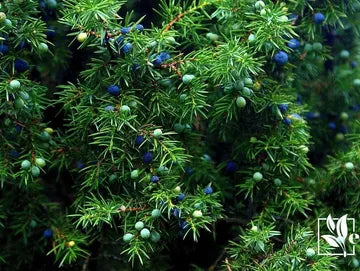 Cypress & Bayberry