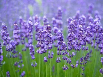 Lavender Fields