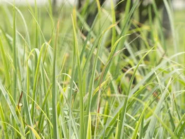 Lemongrass