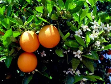 Sweet Orange Blossom