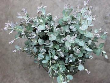 White Eucalyptus