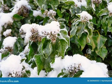 Arctic Ivy